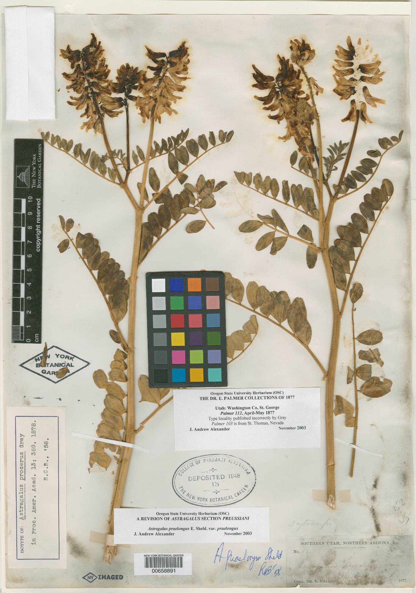 Astragalus procerus image