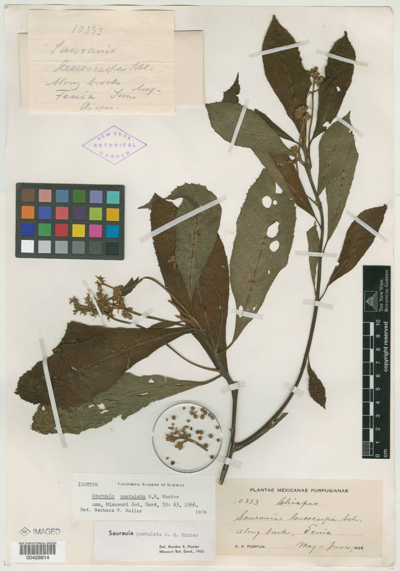 Saurauia pustulata image