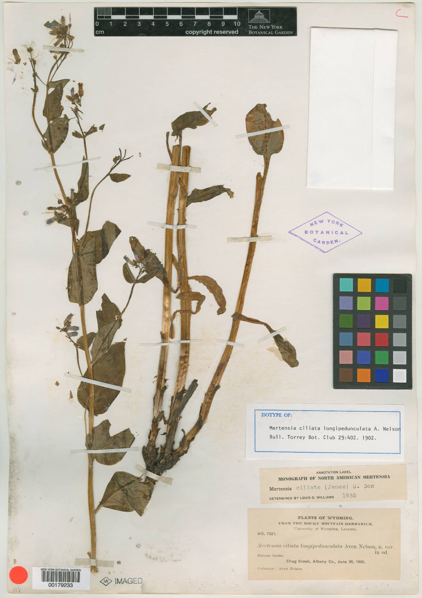 Mertensia longipedunculata image