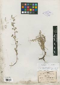 Galium fuscum subsp. hypadenium image