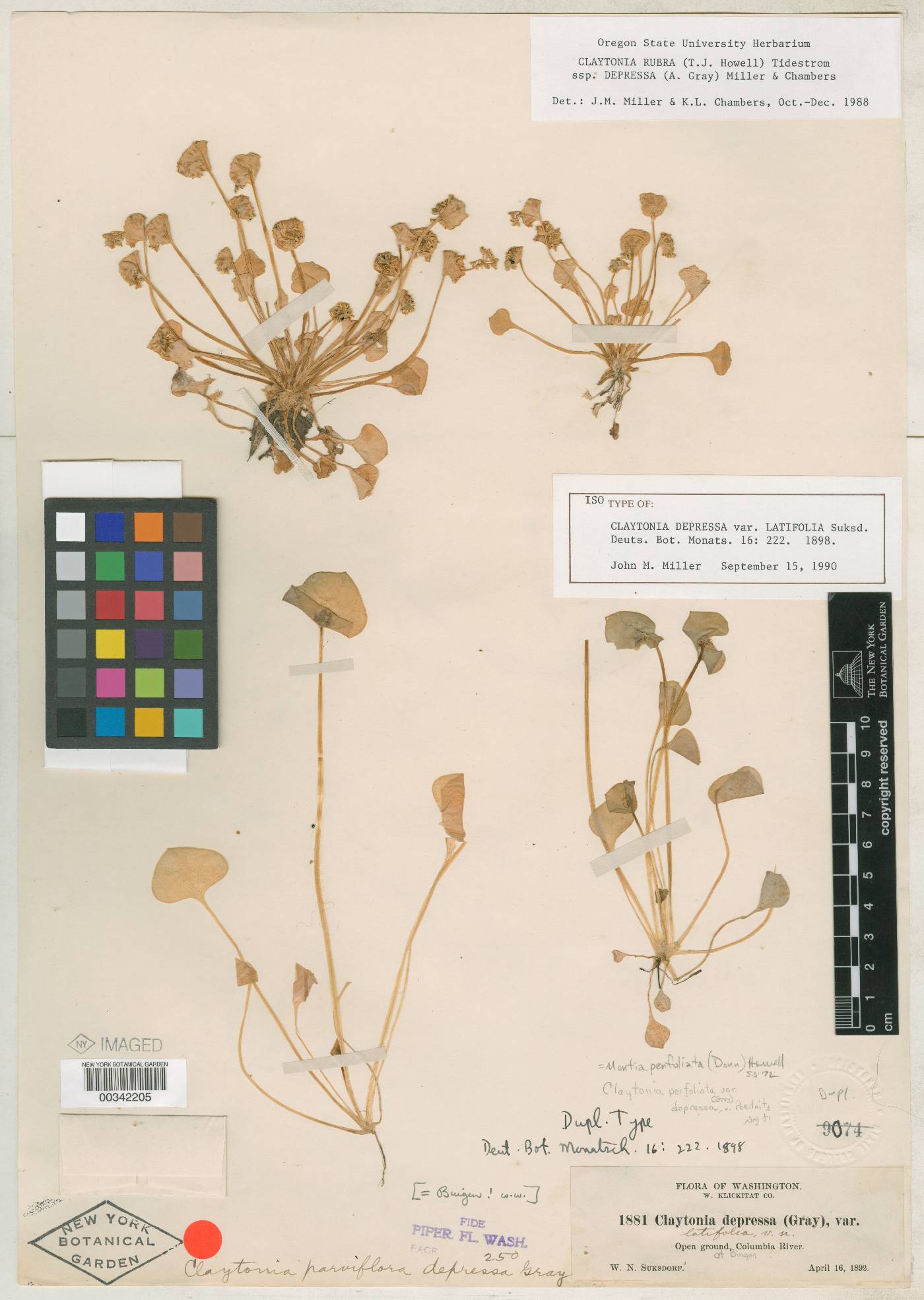 Claytonia rubra subsp. depressa image