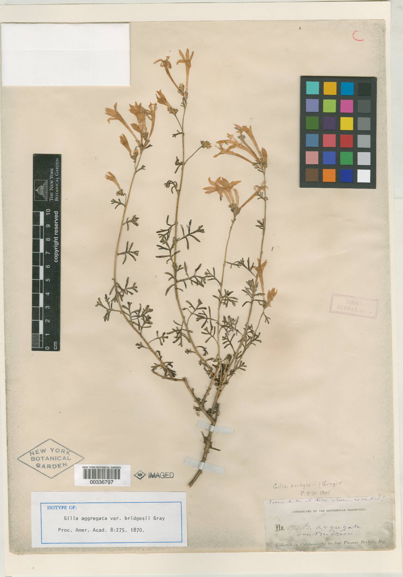 Gilia bridgesii image