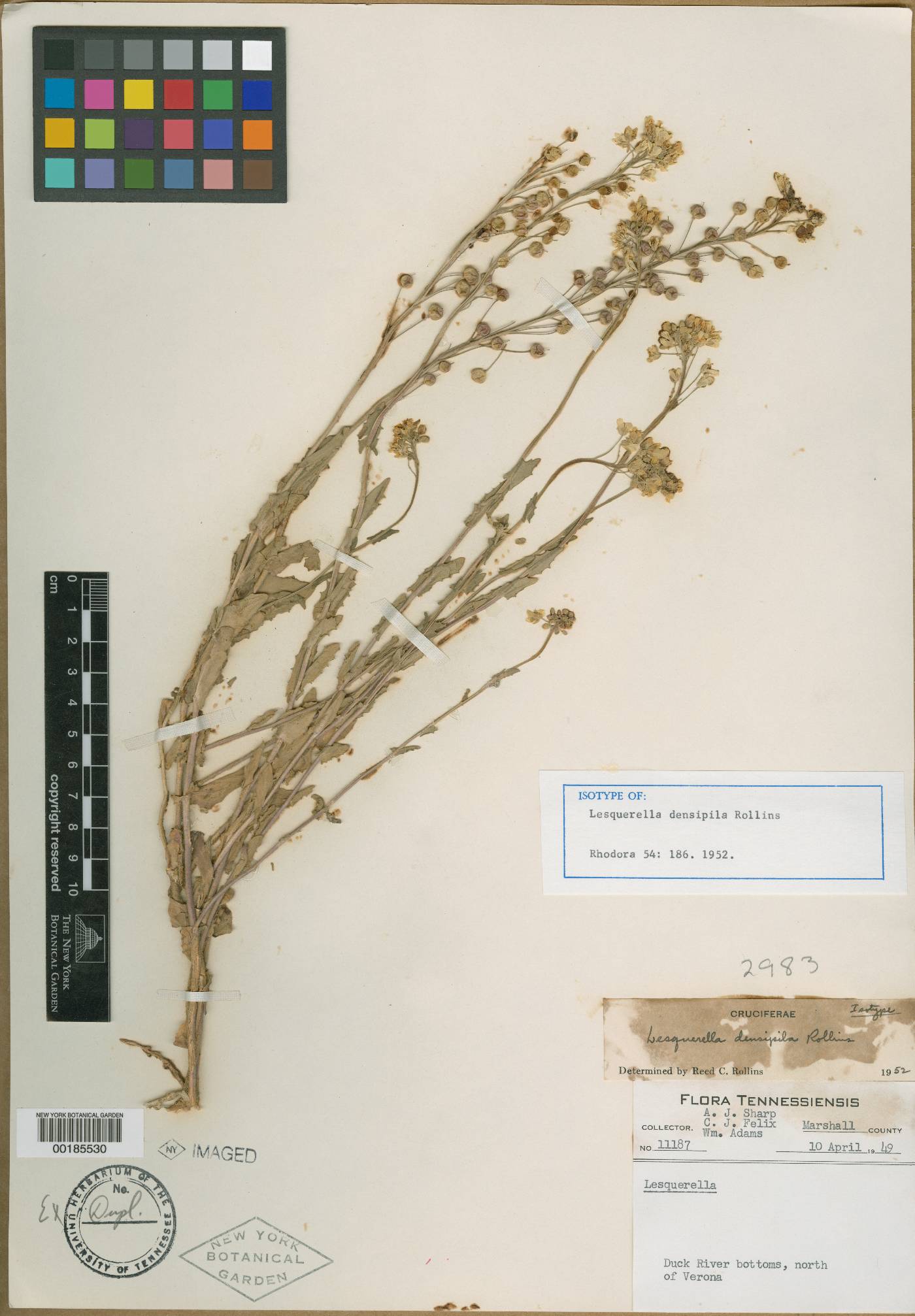 Paysonia densipila image