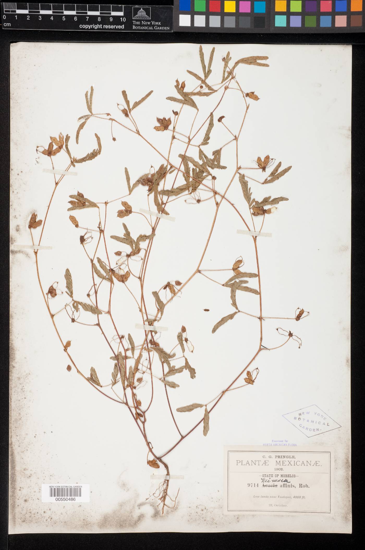 Mimosa affinis image