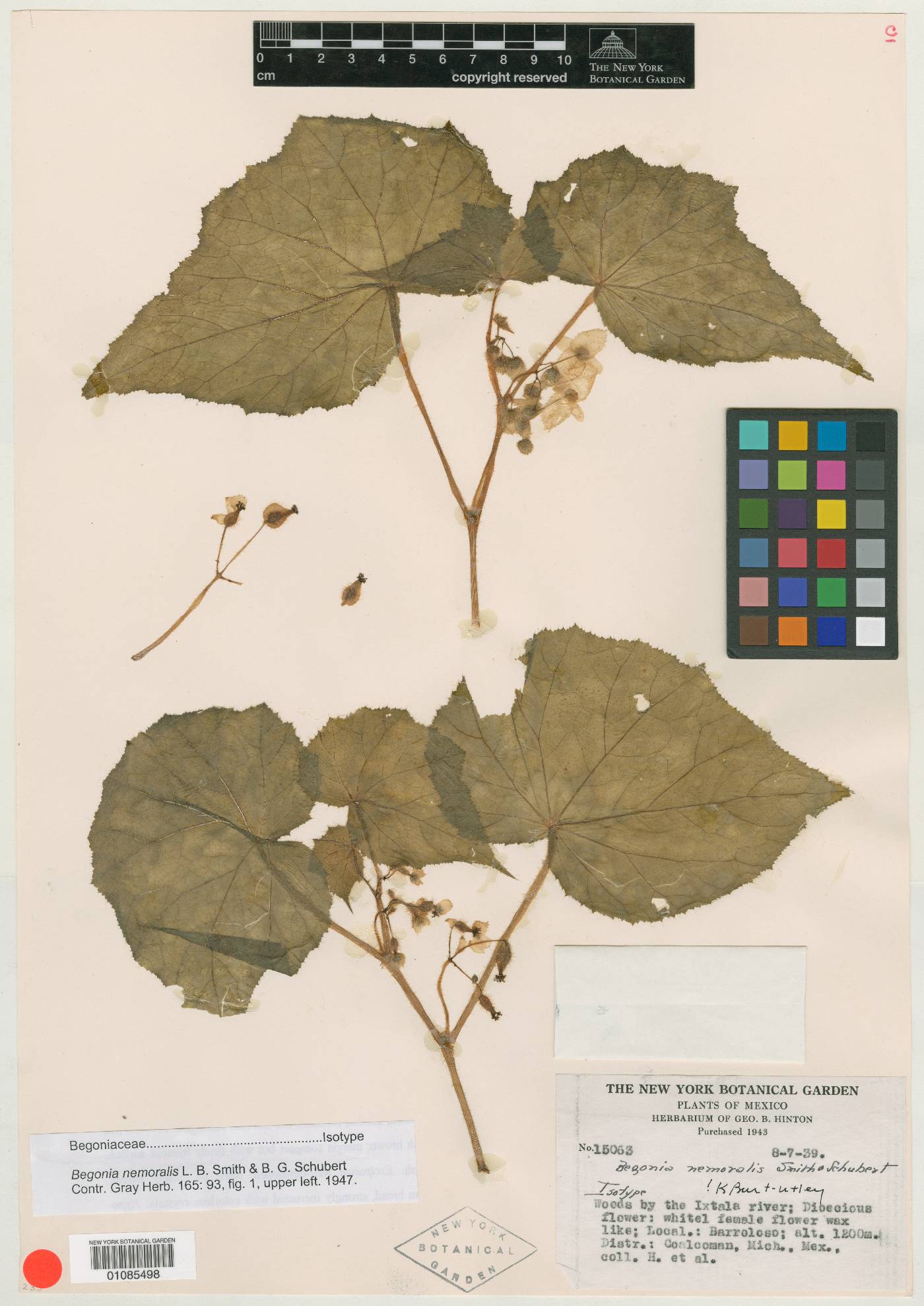 Begonia nemoralis image