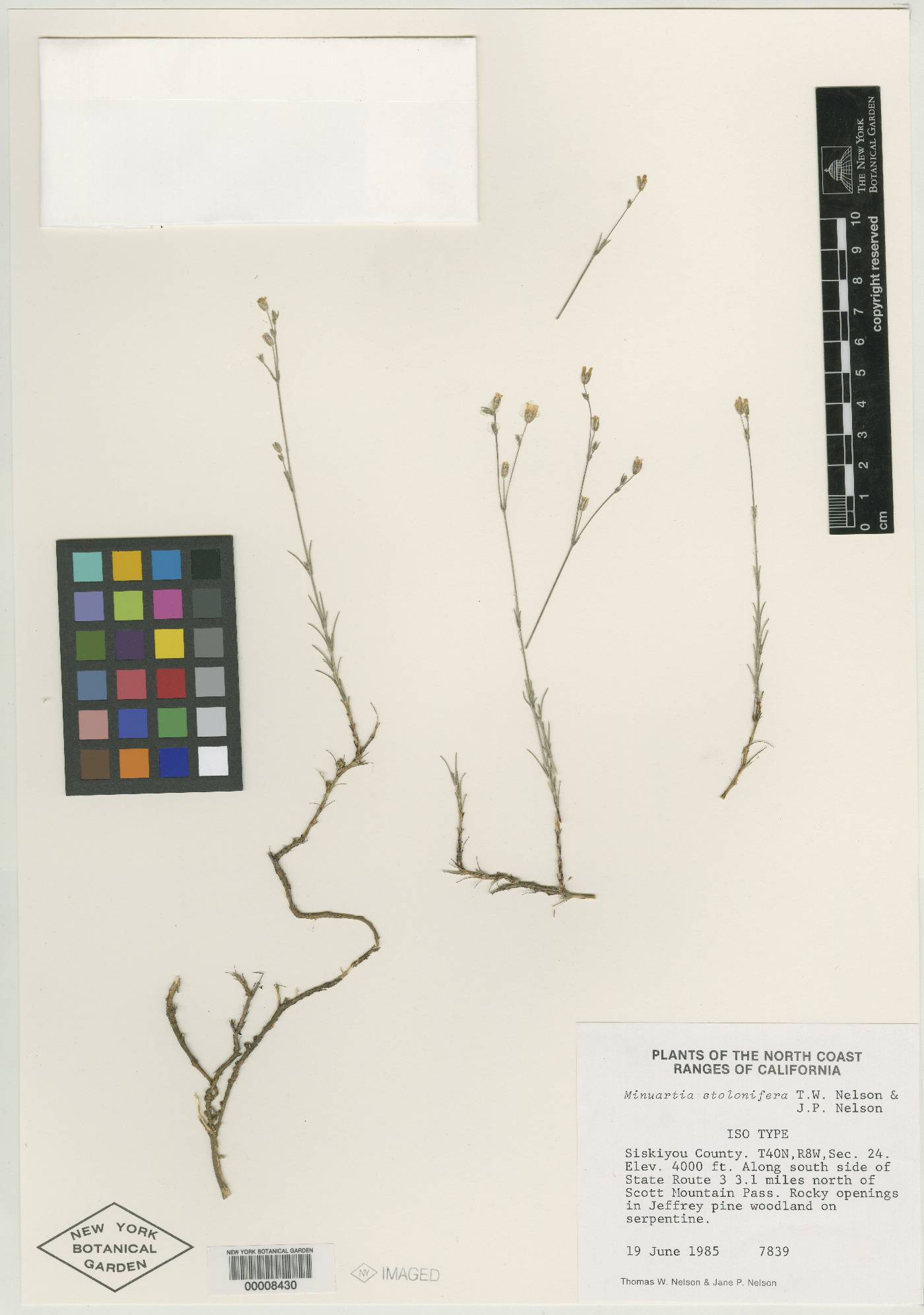 Minuartia stolonifera image