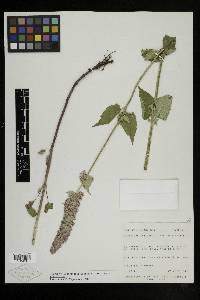 Agastache urticifolia var. urticifolia image