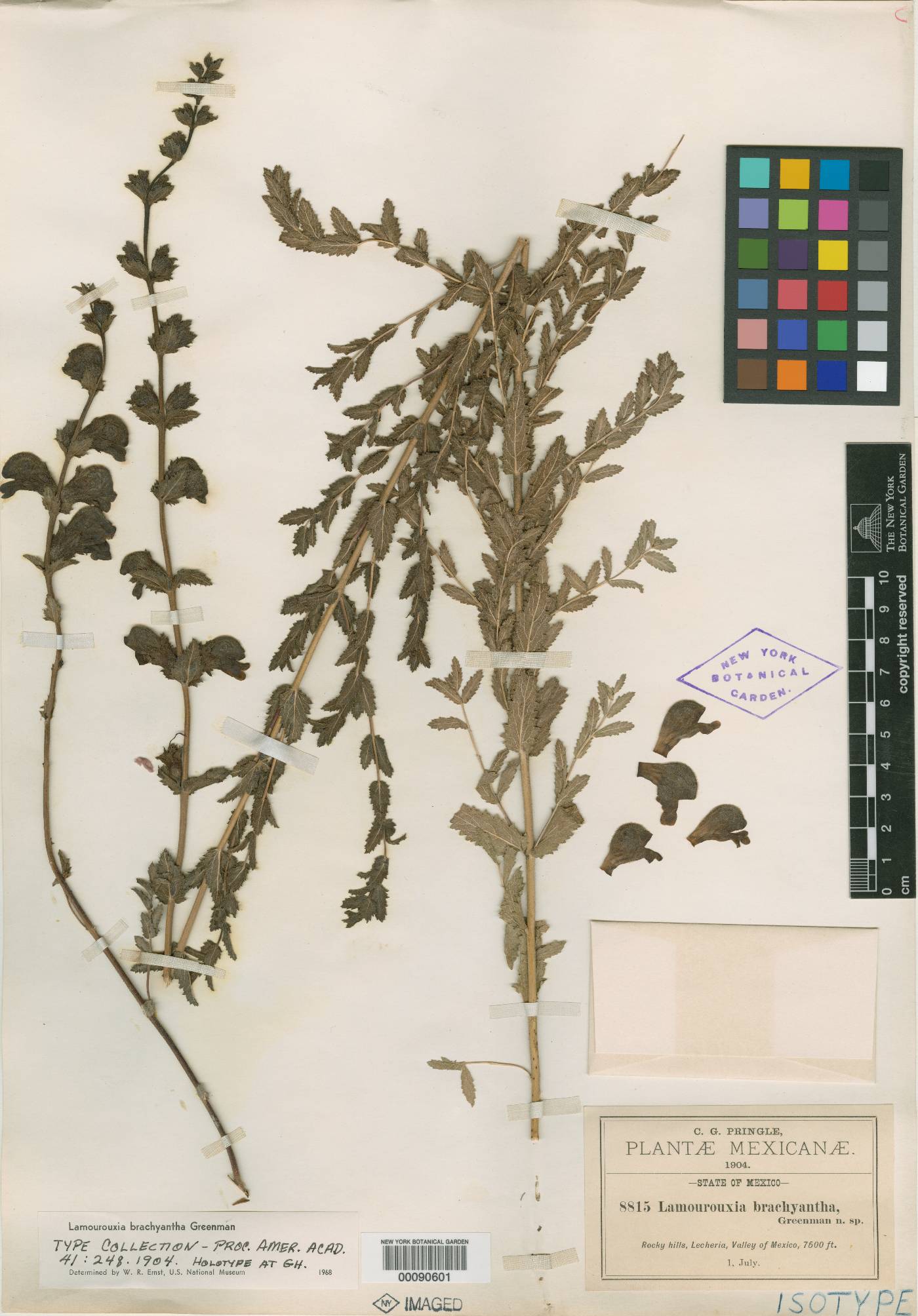 Lamourouxia brachyantha image