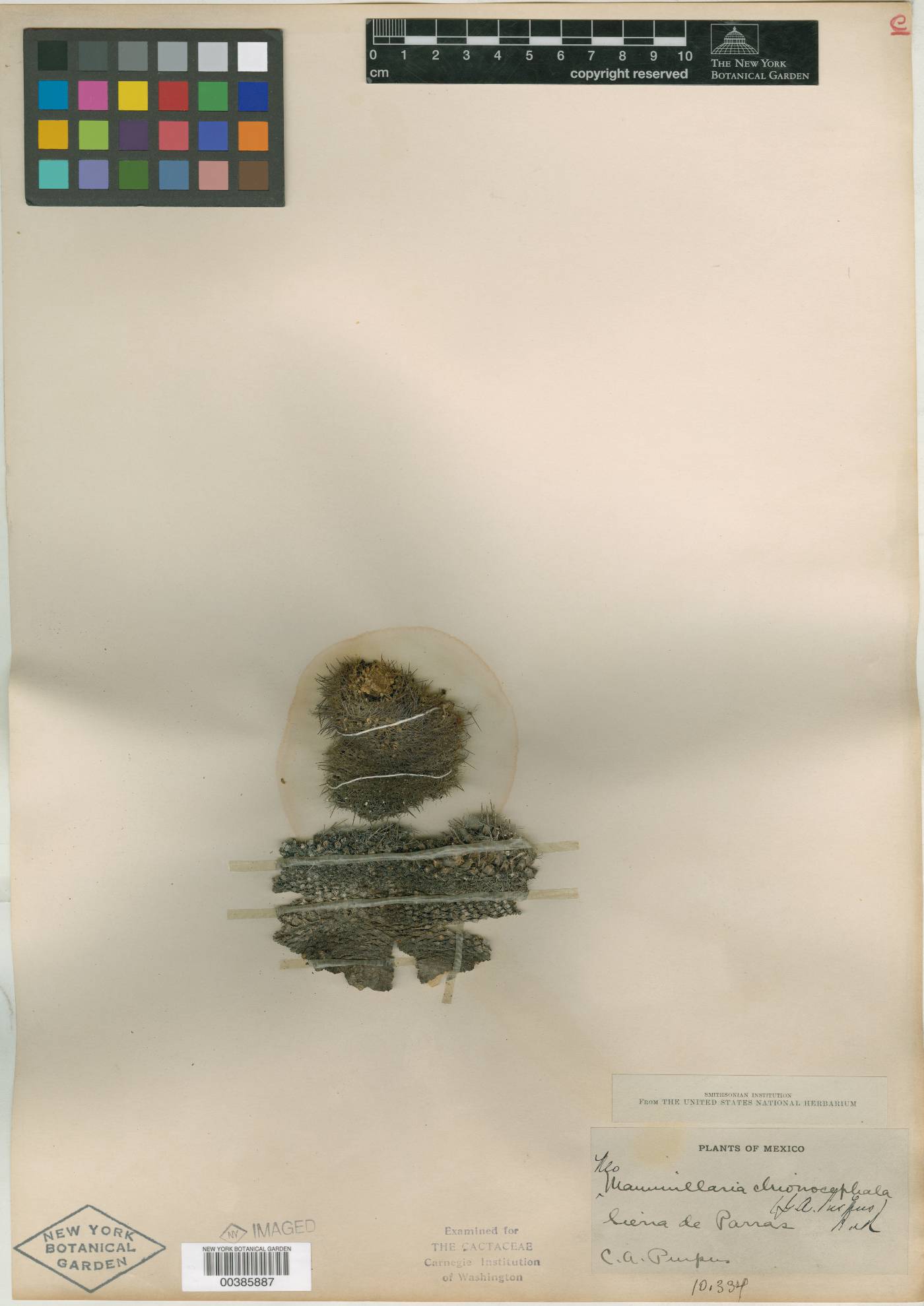 Mammillaria chionocephala image