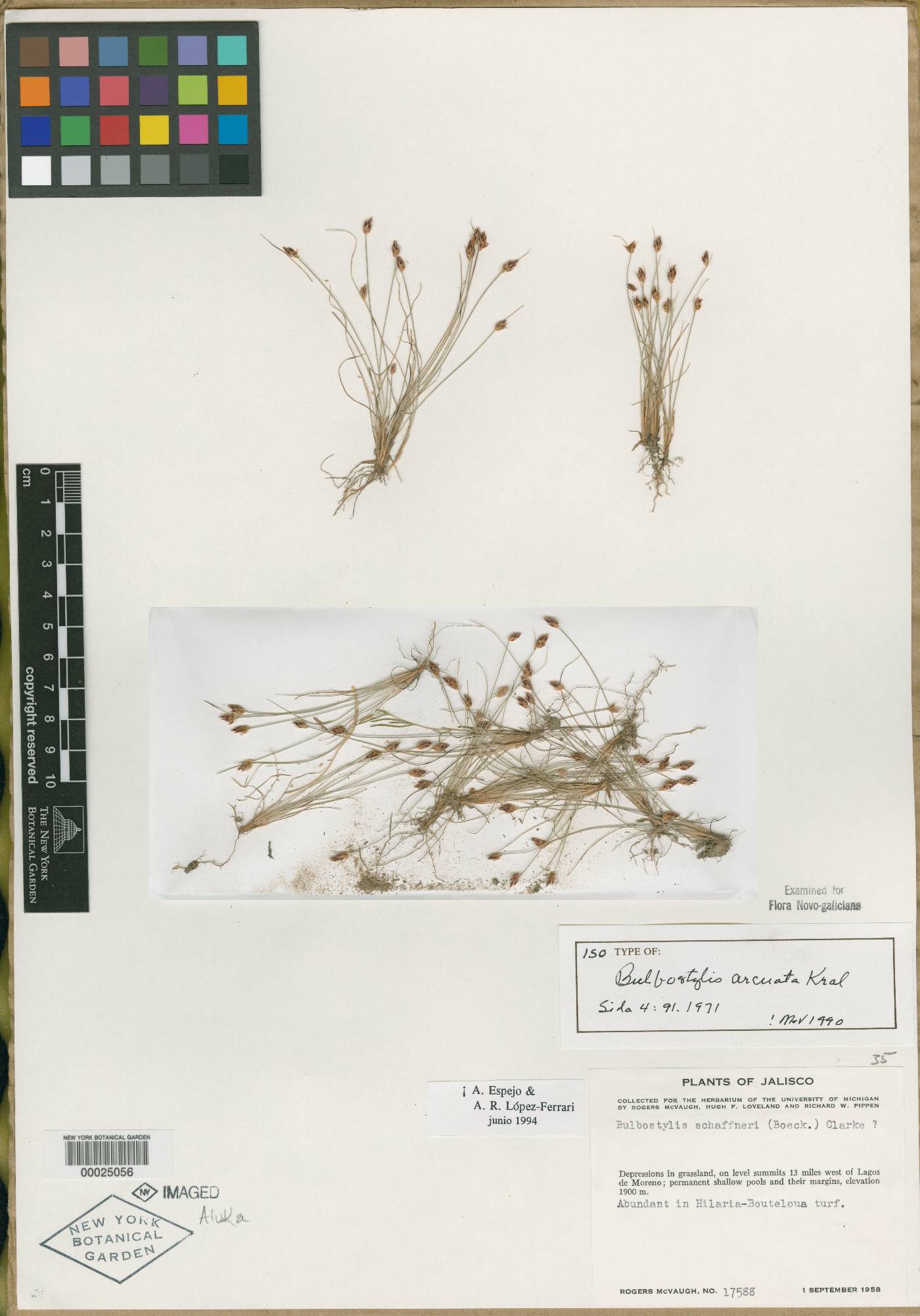 Bulbostylis arcuata image