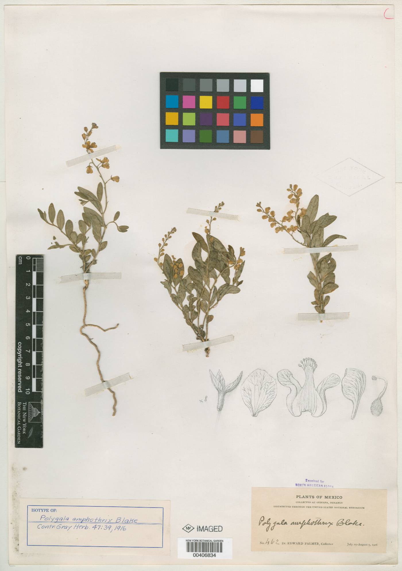 Polygala amphothrix image