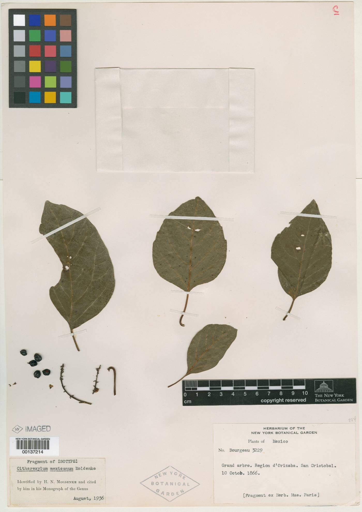 Citharexylum mexicanum image