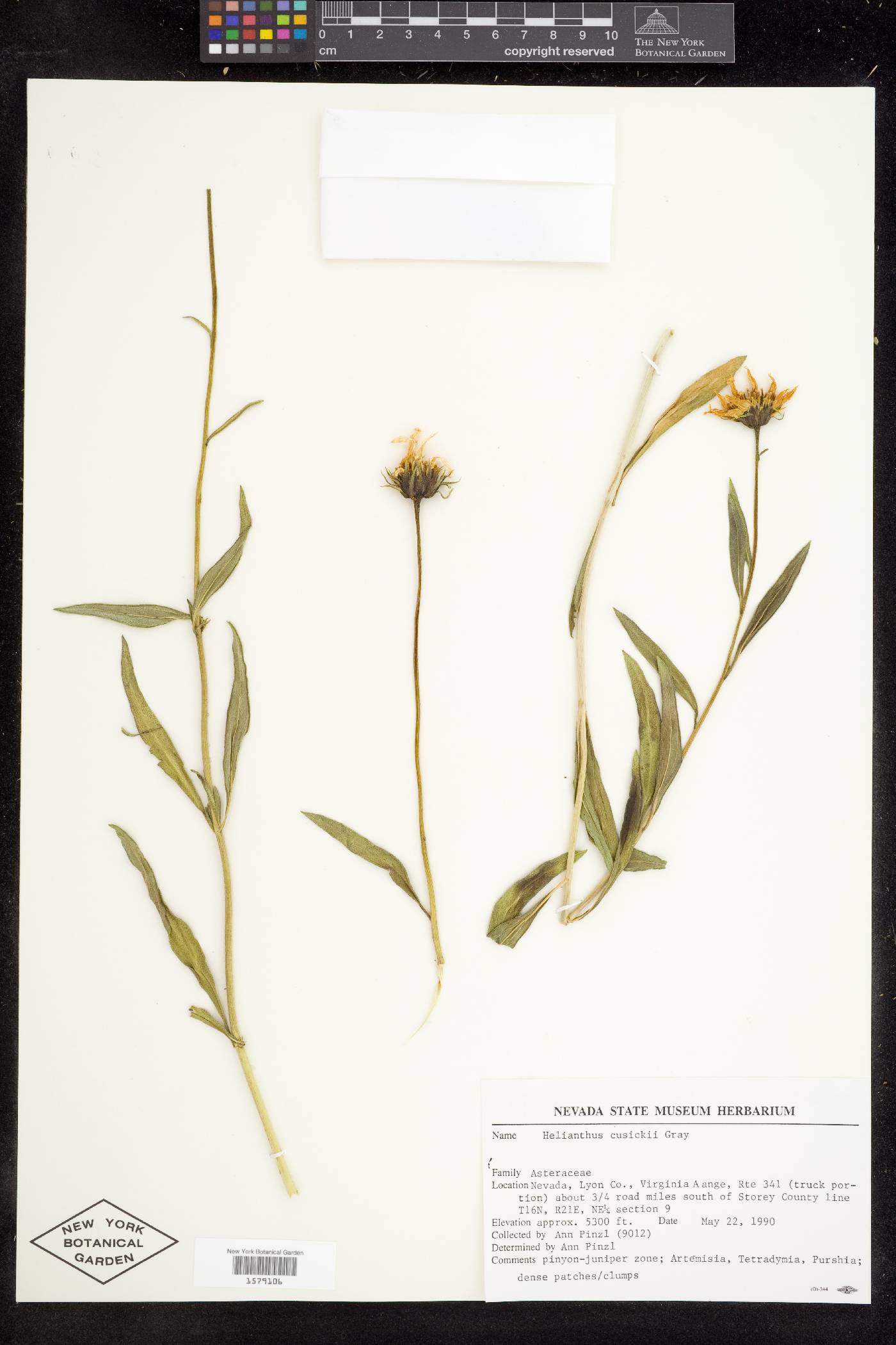 Helianthus cusickii image