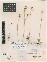 Saxifraga bracteosa image