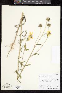 Helianthus petiolaris image