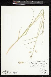 Danthonia californica image