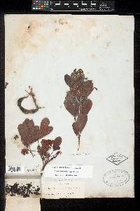 Pithecellobium keyense image