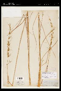 Sorghastrum secundum image