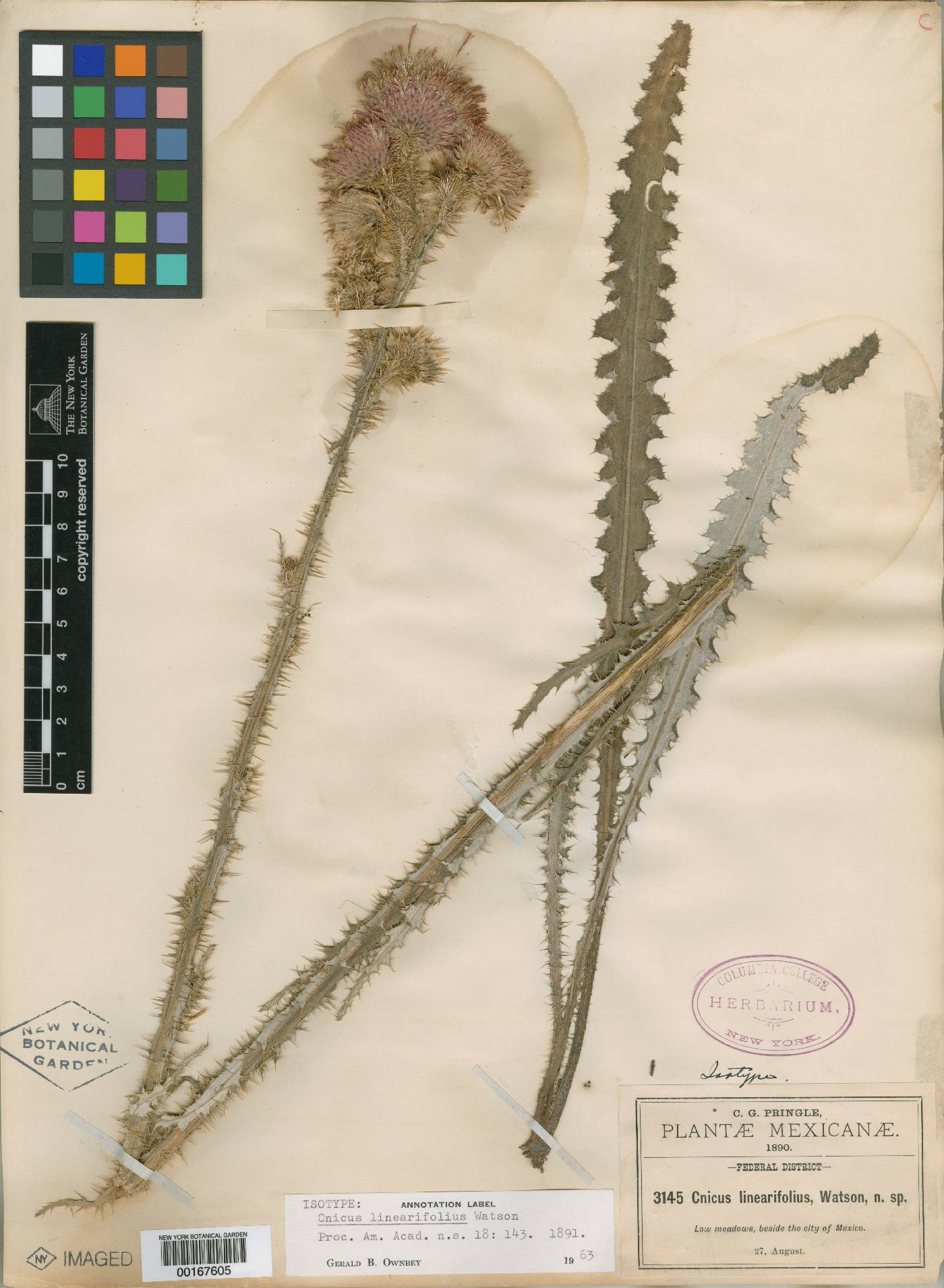 Cirsium lomatolepis image