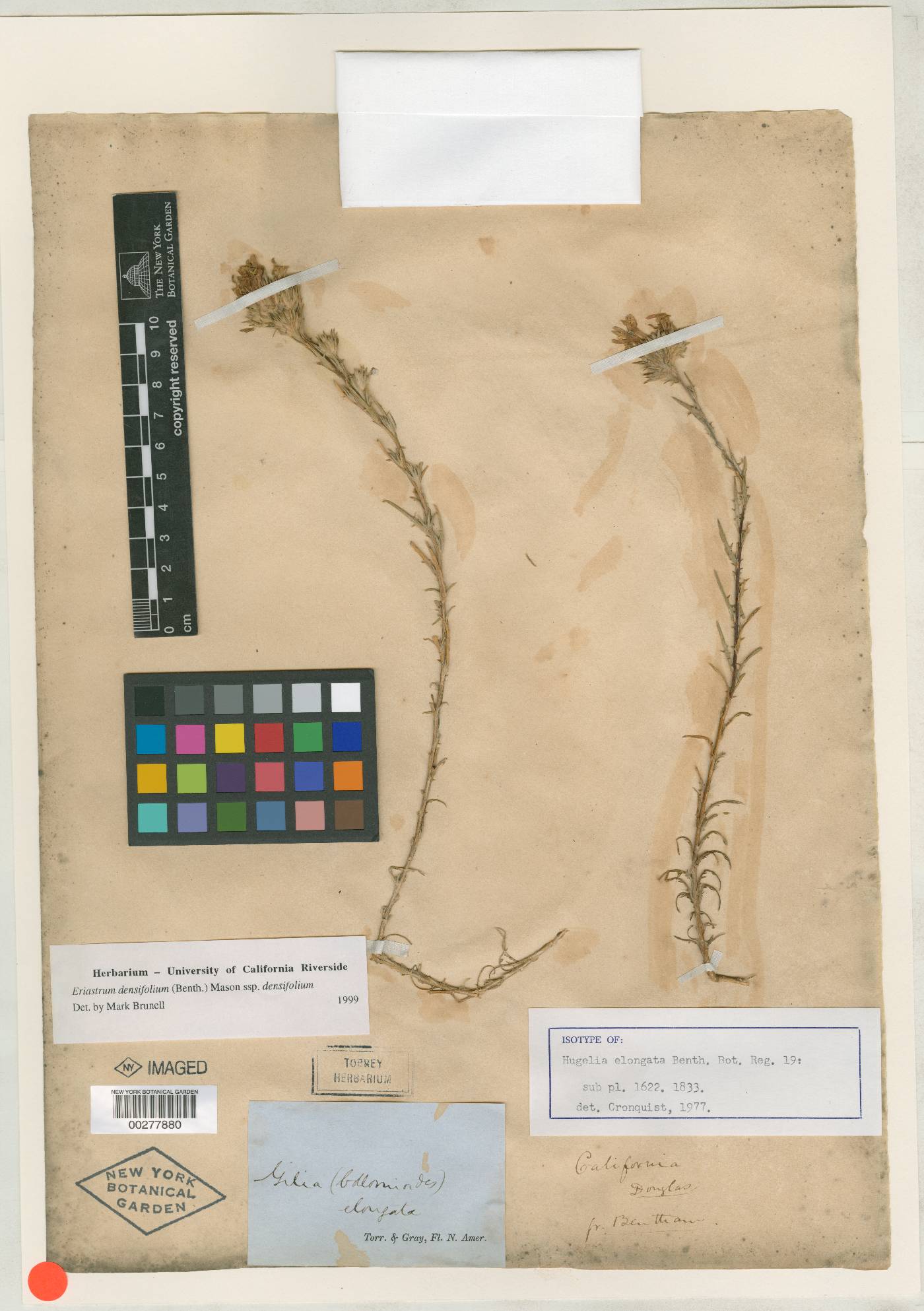 Hugelia densifolia image