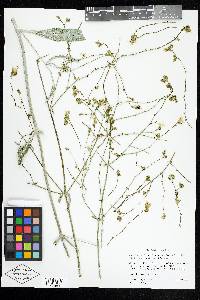 Mirabilis linearis var. linearis image