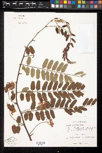 Cassia roxburghii image