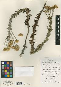 Chrysopsis godfreyi image