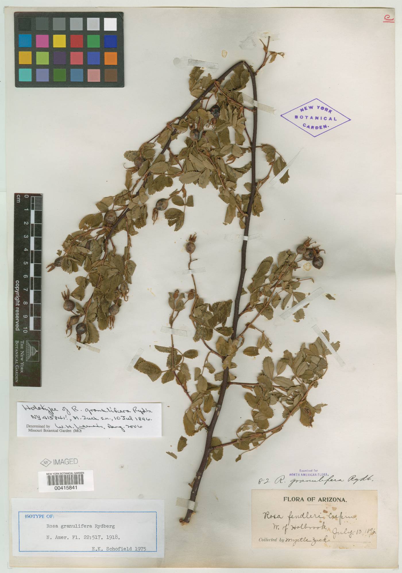 Rosa granulifera image