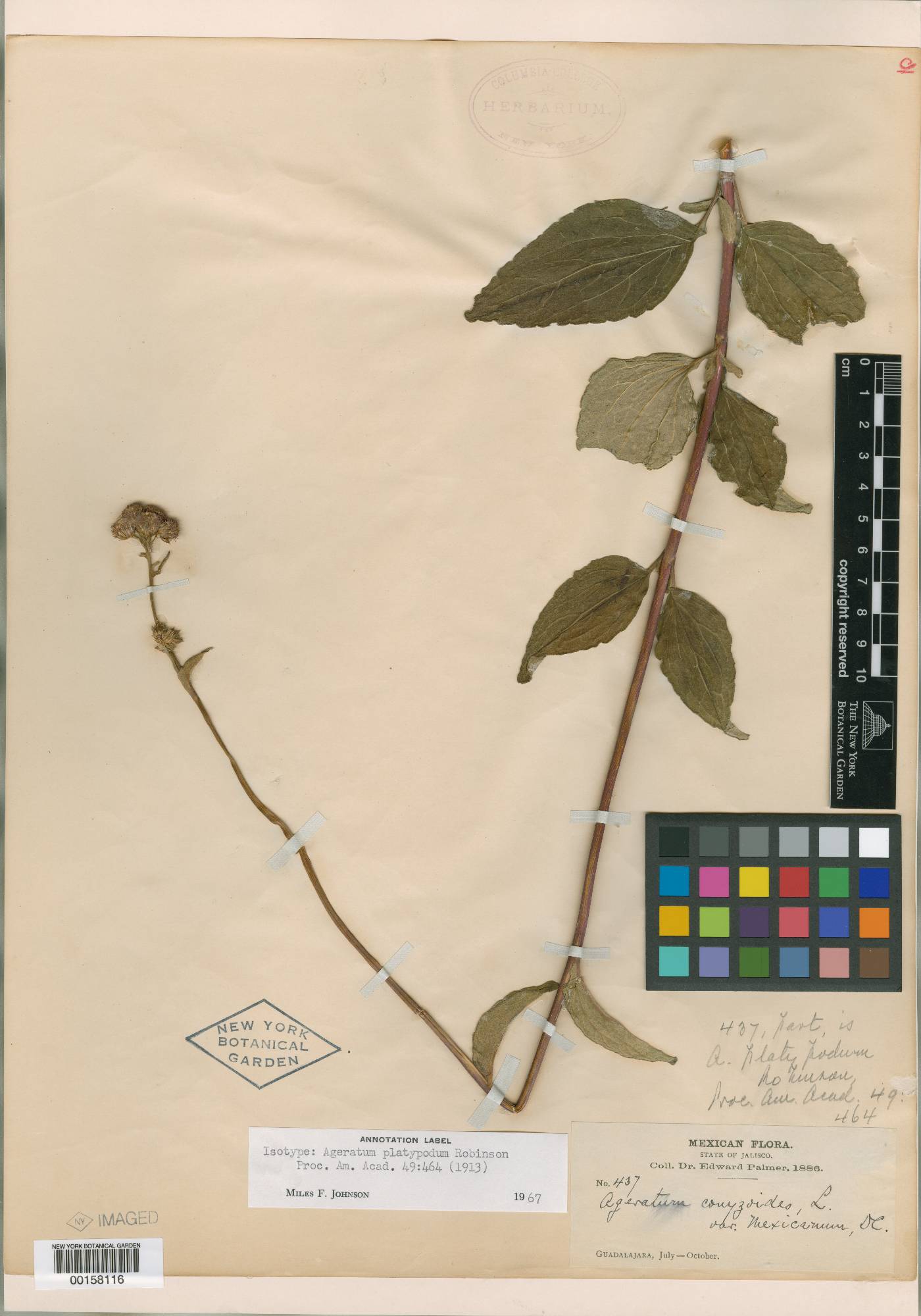 Ageratum platypodum image