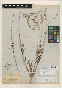 Oenothera filipes image