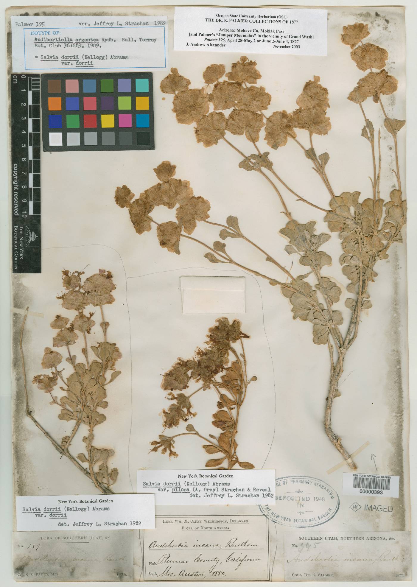 Audibertiella argentea image