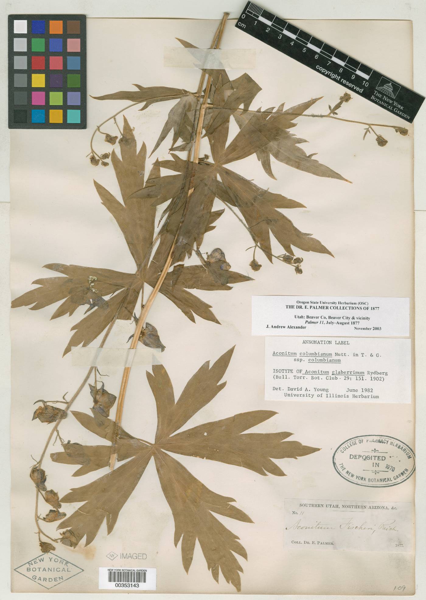 Aconitum glaberrimum image