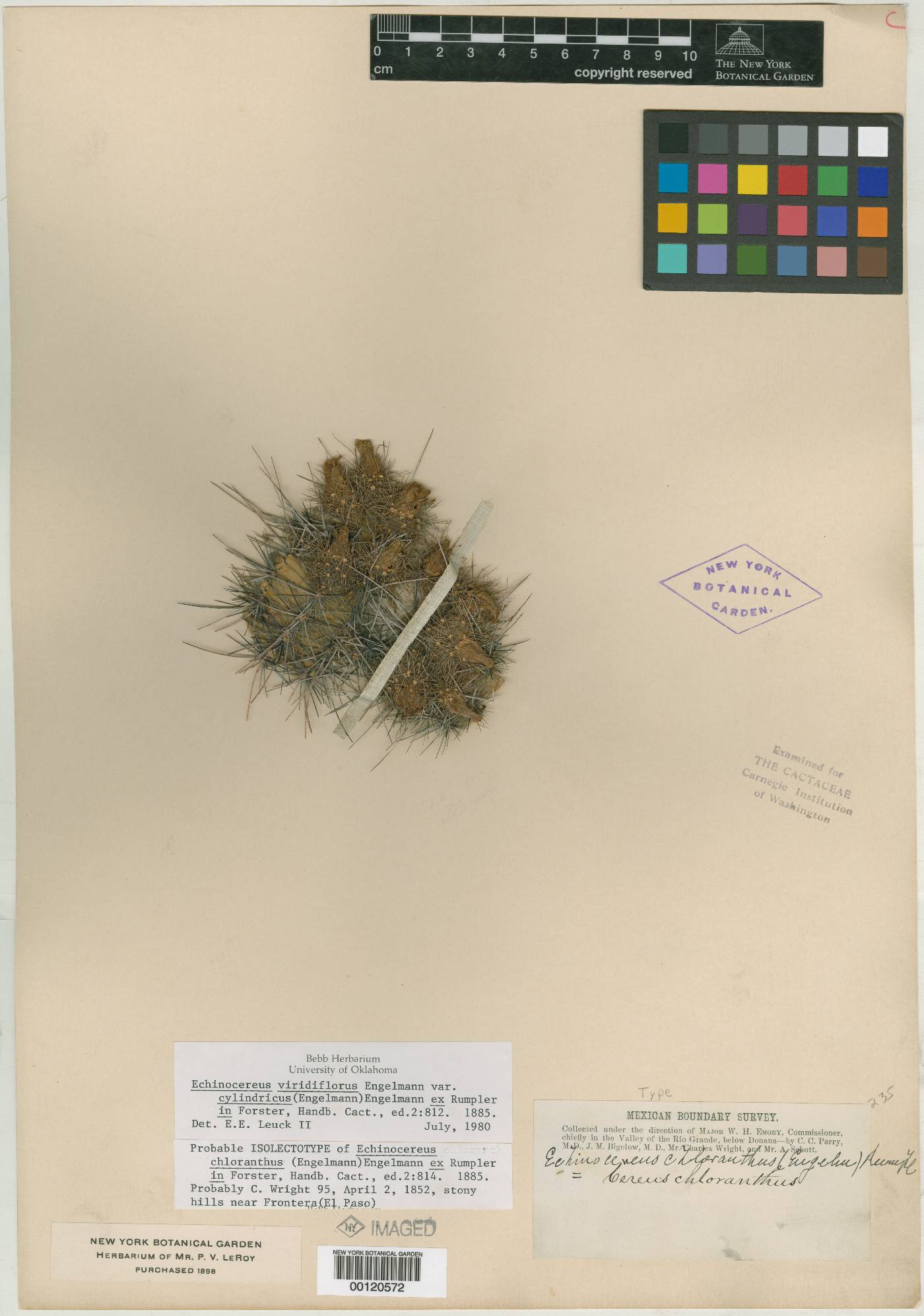 Cereus chloranthus image
