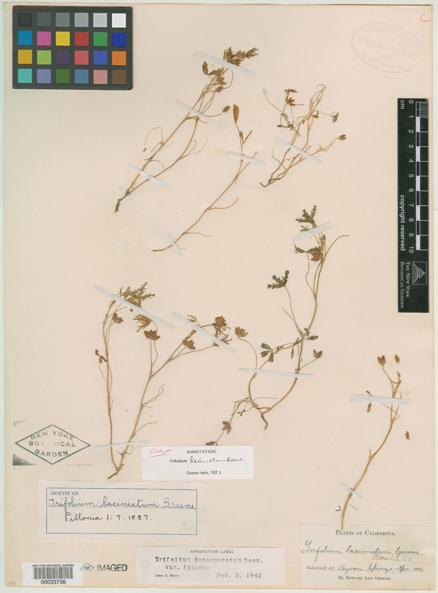 Trifolium laciniatum image