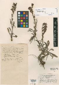 Penstemon leiophyllus image