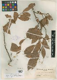 Coccoloba petrophila image