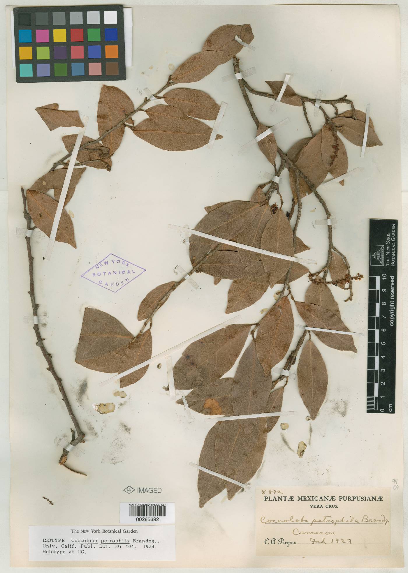 Coccoloba humboldtii image