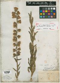 Lacinaria shortii image