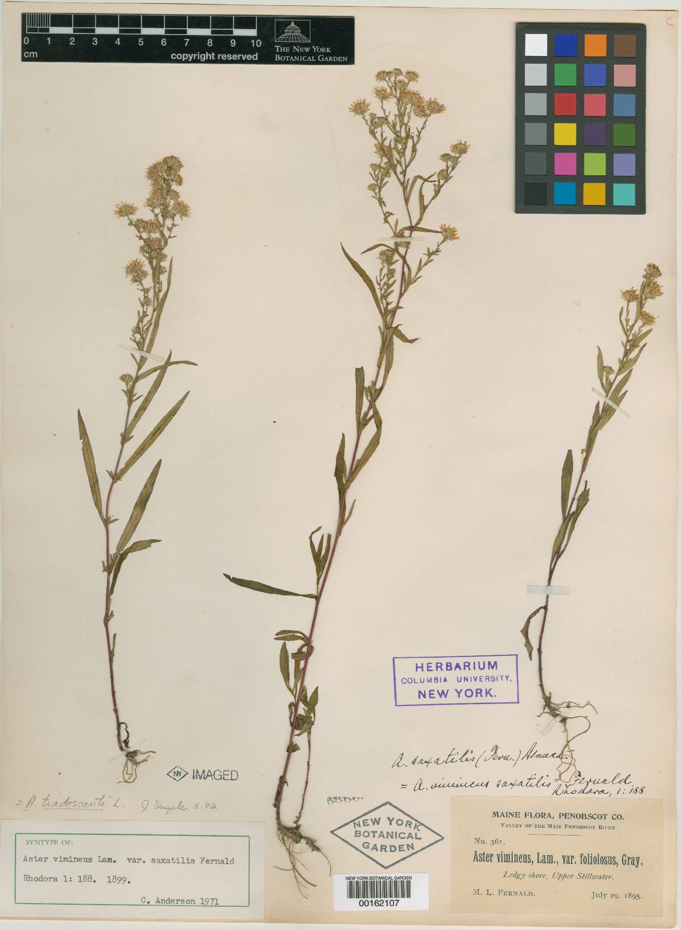 Symphyotrichum tradescantii image
