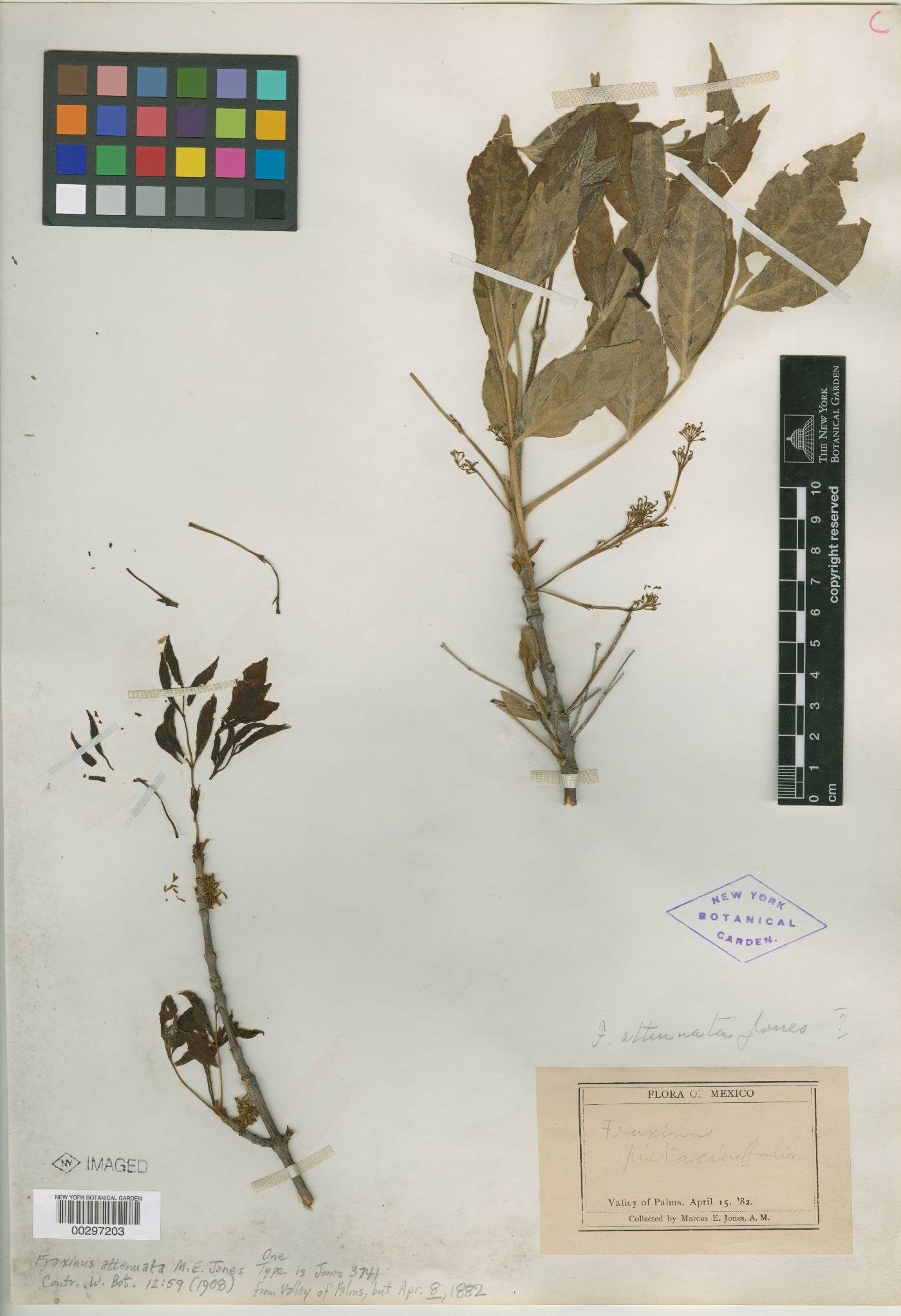 Fraxinus attenuata image