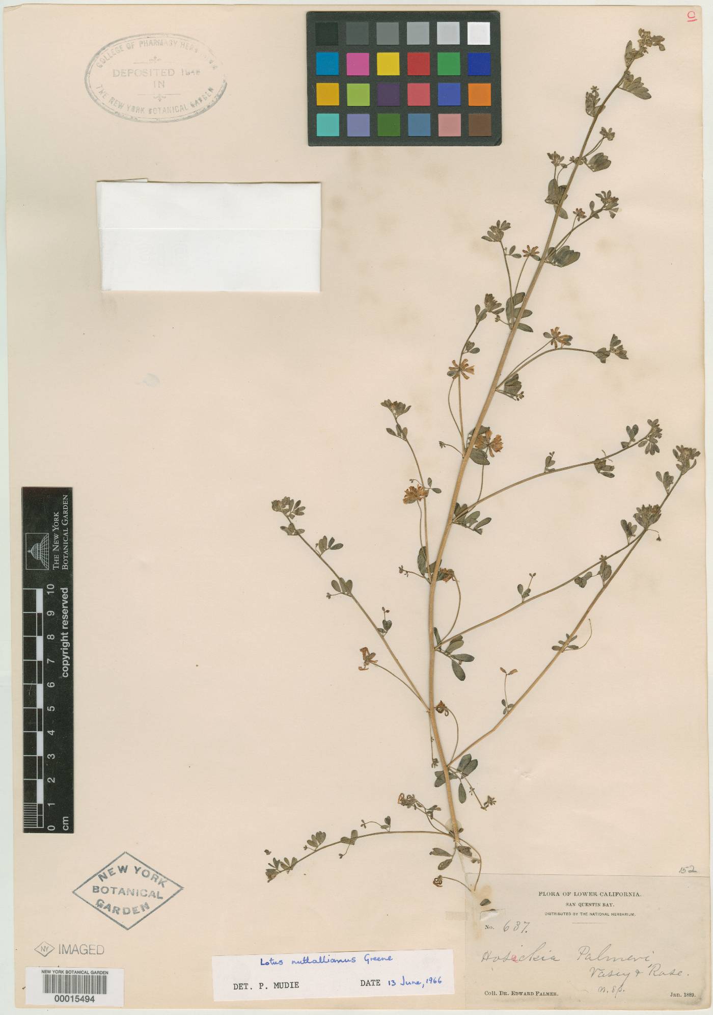 Syrmatium prostratum image