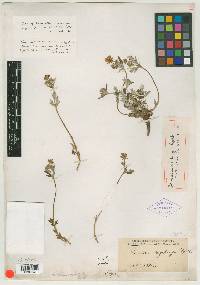 Potentilla nivea subsp. subquinata image