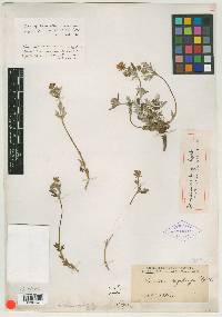 Potentilla nivea image