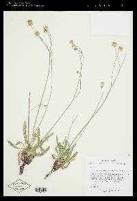 Crepis runcinata subsp. glauca image