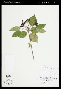 Viburnum lentago image