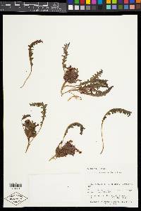 Pedicularis centranthera image