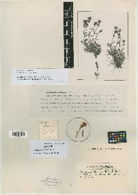 Penstemon tolmiei image