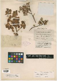 Image of Salix cyclophylla