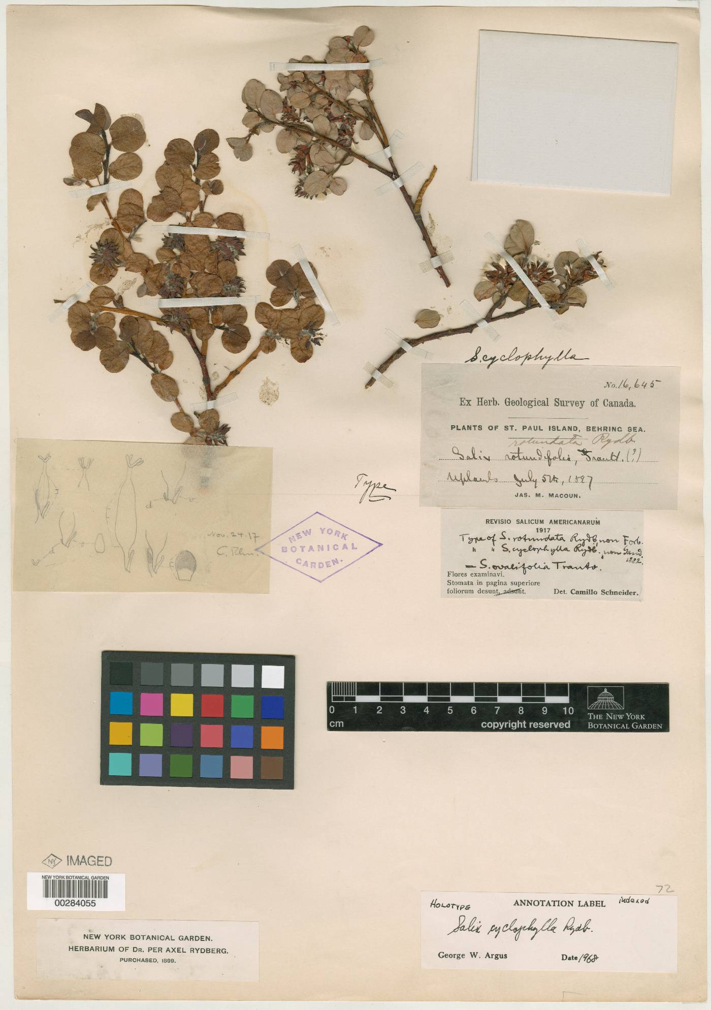 Salix cyclophylla image