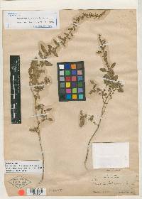 Amaranthus chihuahuensis image